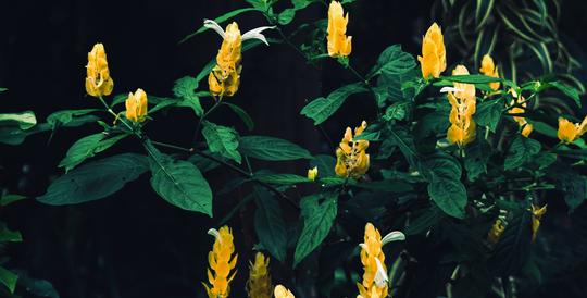 Verdant Nature image