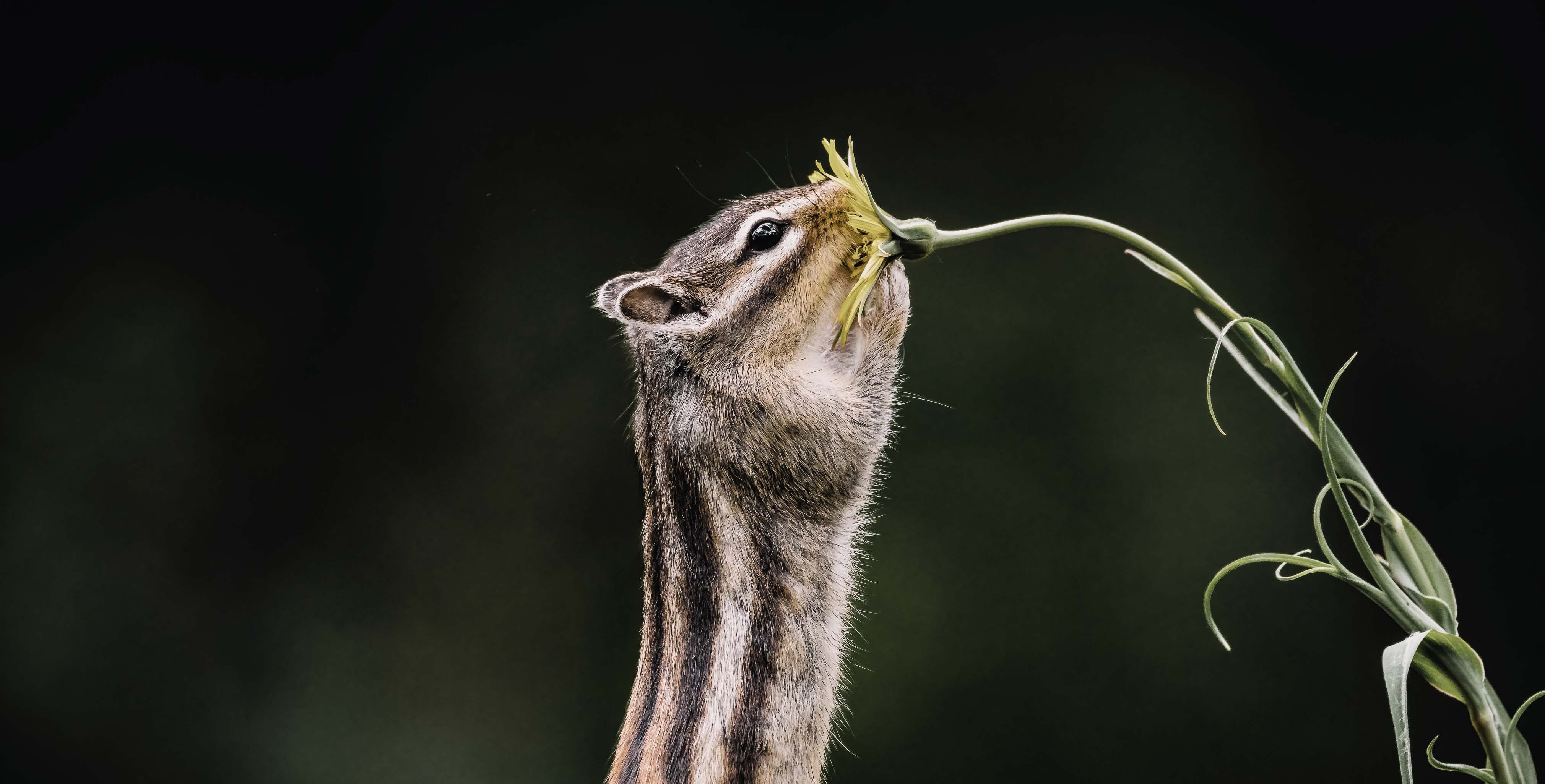 X Membership - Subscribe And Get Exclusive Assets For Photo Editing(384)