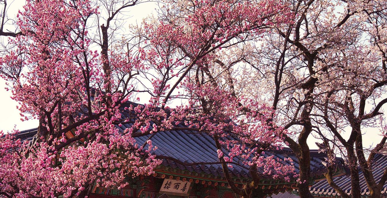 Seoul in Bloom Presets(46)