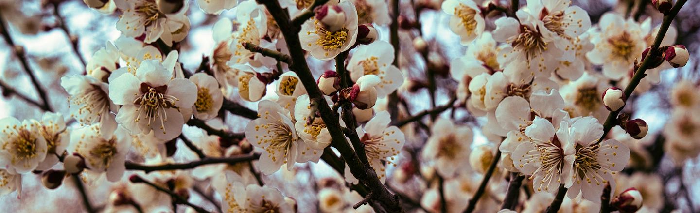 Seoul in Bloom — slide 2