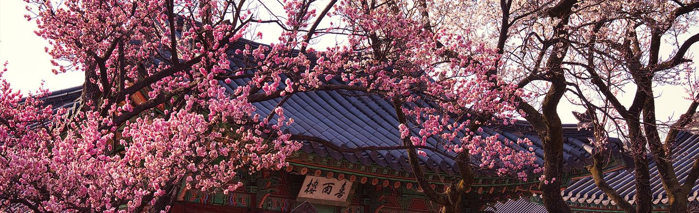 Seoul in Bloom — slide 1