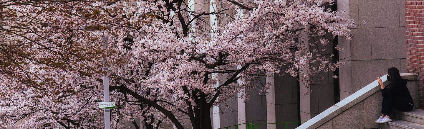 Seoul in Bloom — slide 3