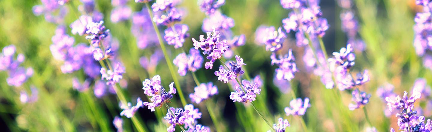 Summer Bloom — slide 3