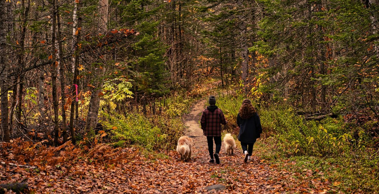 Presets: Warme Herbststimmung für Luminar (51)