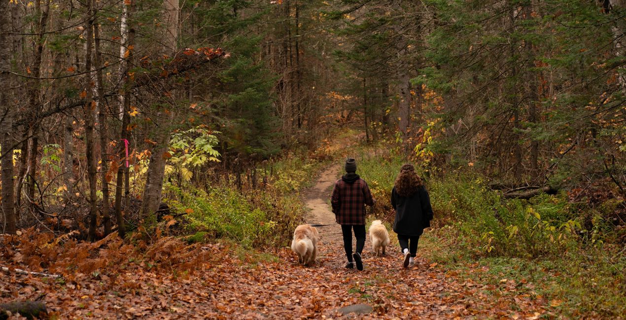 Presets: Warme Herbststimmung für Luminar (50)