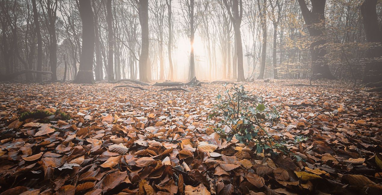 Autumn Essence Preset for Luminar | Marketplace(48)