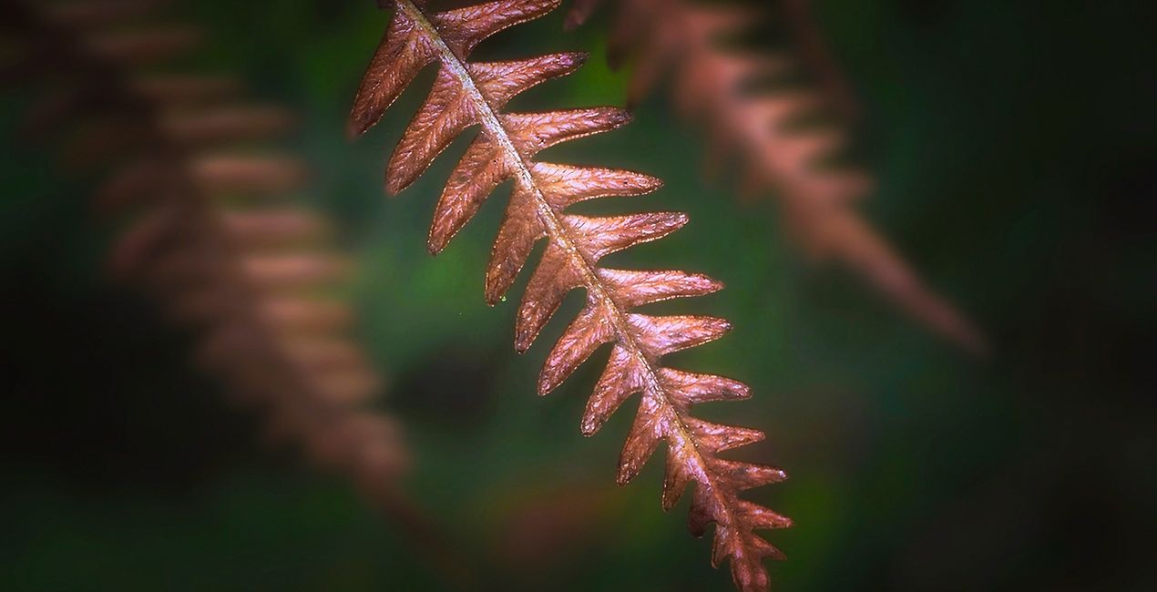 Autumn Essence Preset for Luminar | Marketplace(50)