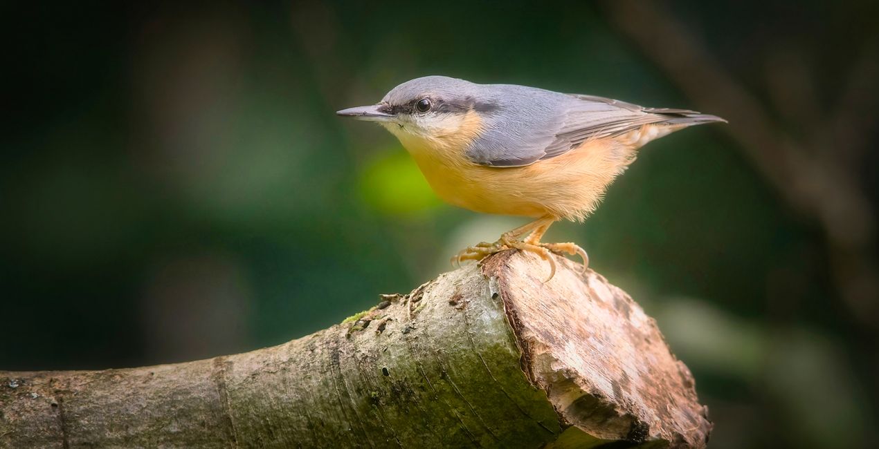 Small Birds Presets(42)