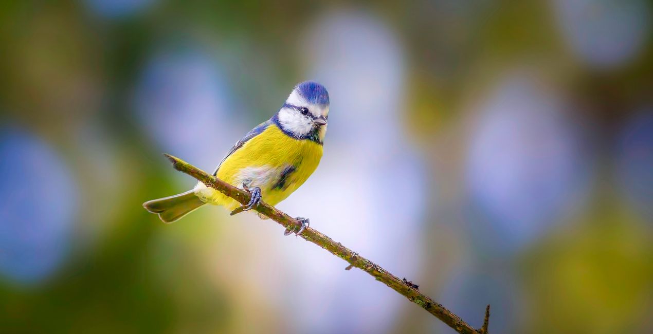 Small Birds Presets(40)