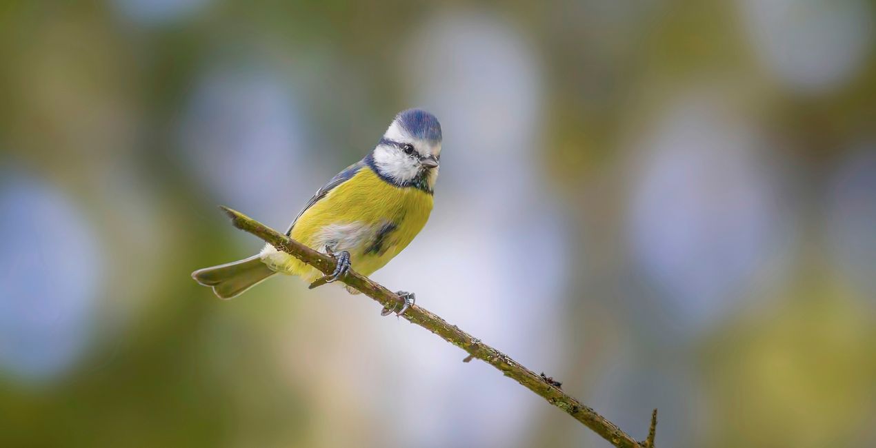 Small Birds Presets(39)