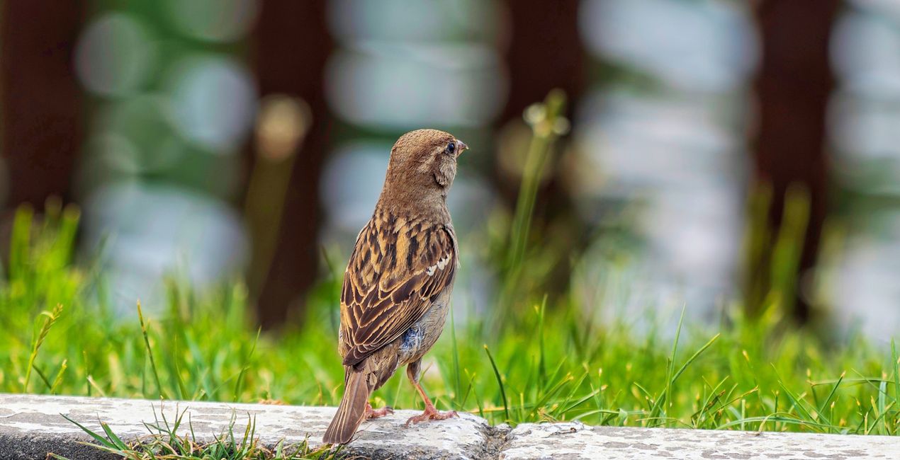 Small Birds Presets(44)