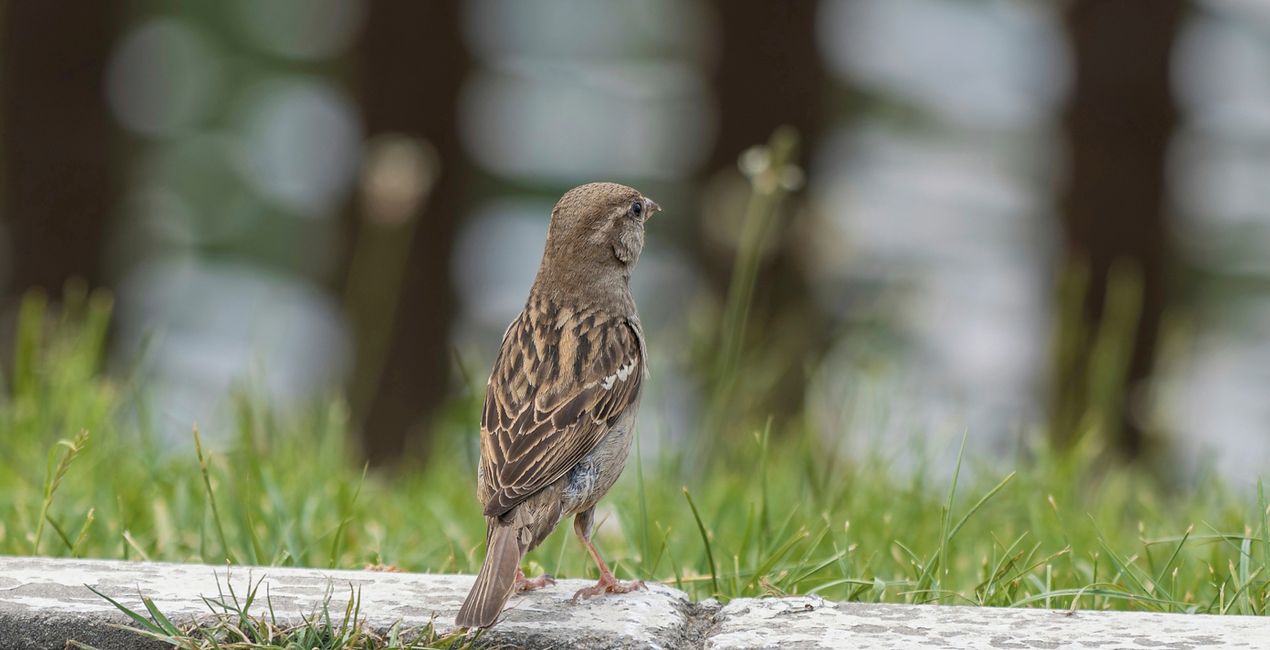 Small Birds Presets(43)