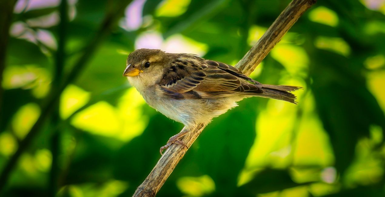 Small Birds Presets(46)