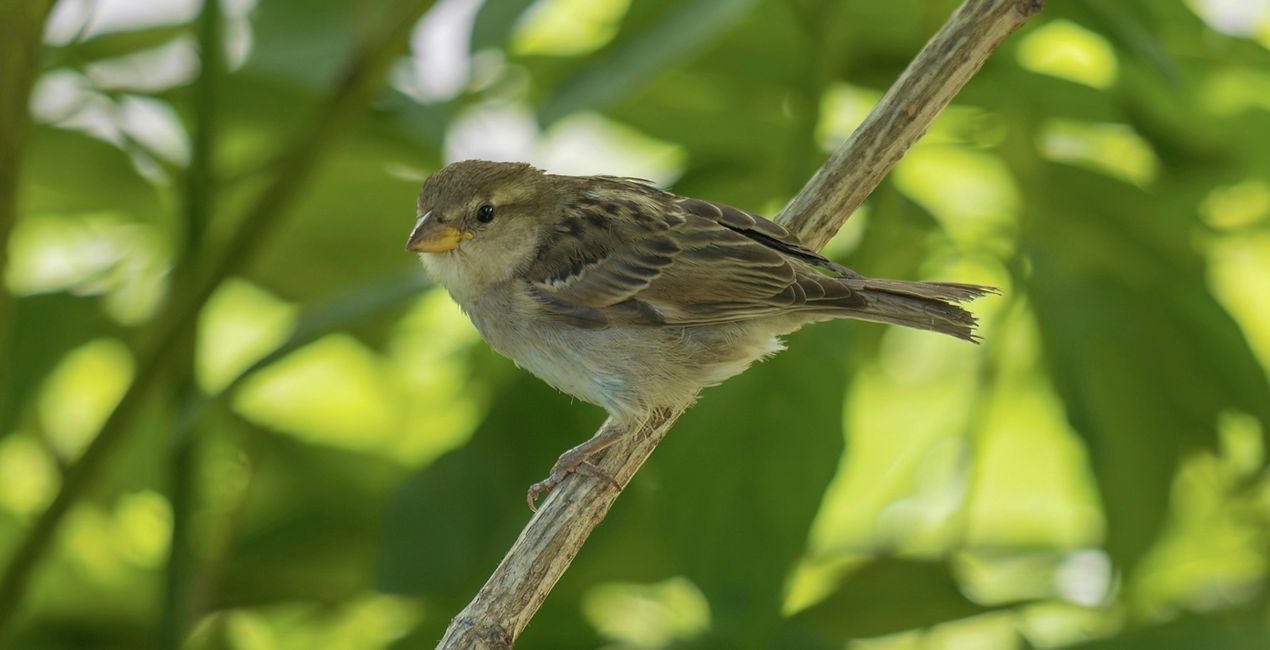 Small Birds Presets(45)