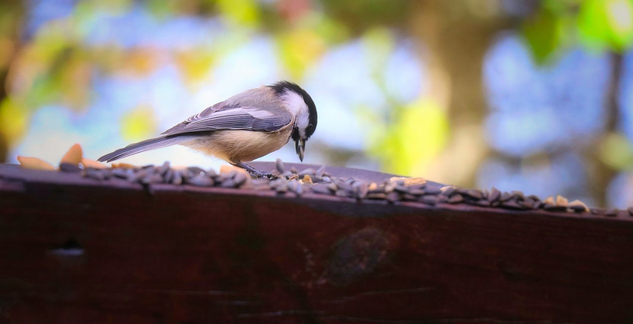 Small Birds Presets(50)