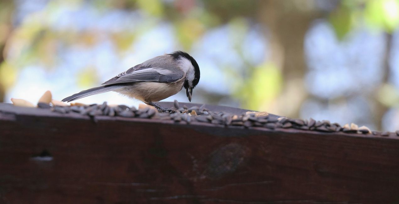 Small Birds Presets(49)