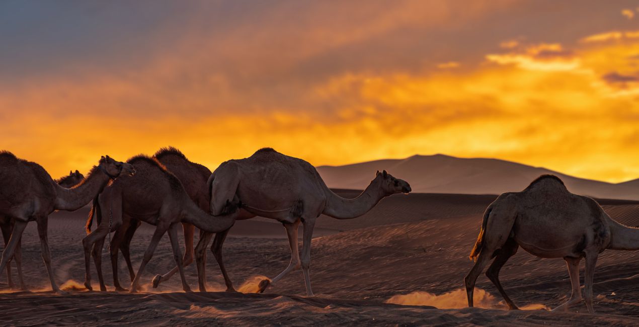 Golden Horizon Sunsets Skies for your photographs(51)