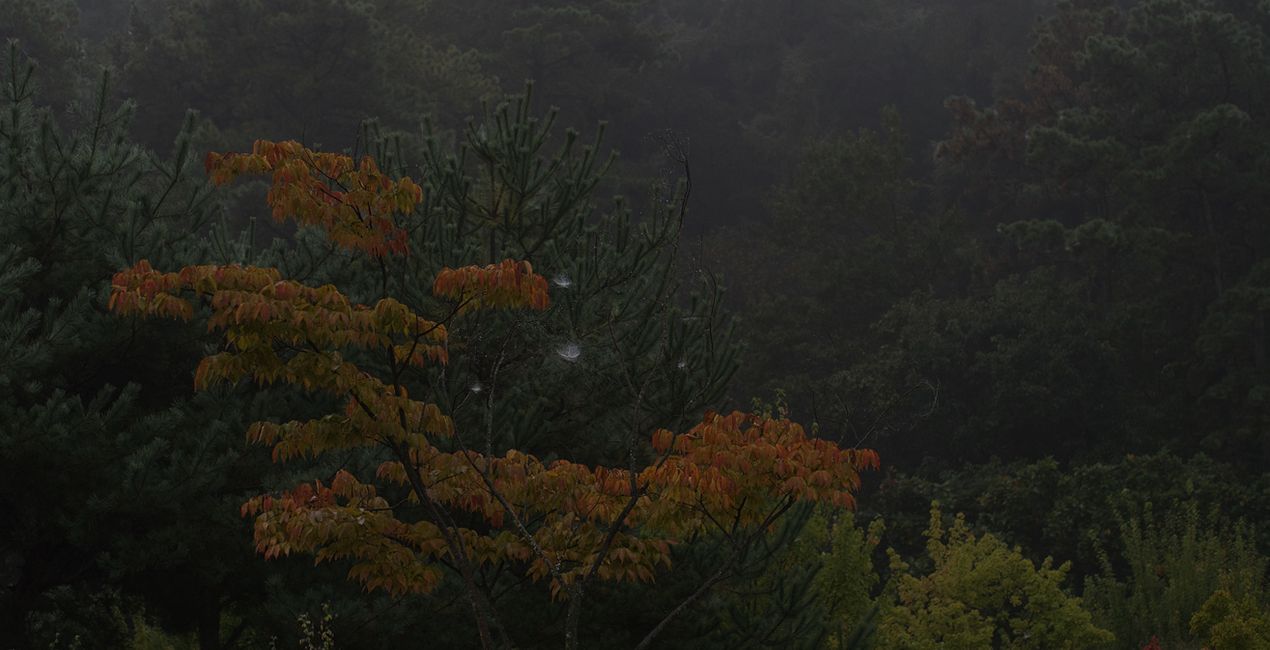 Préréglages Brumes d'Automne pour Luminar | Marketplace(45)