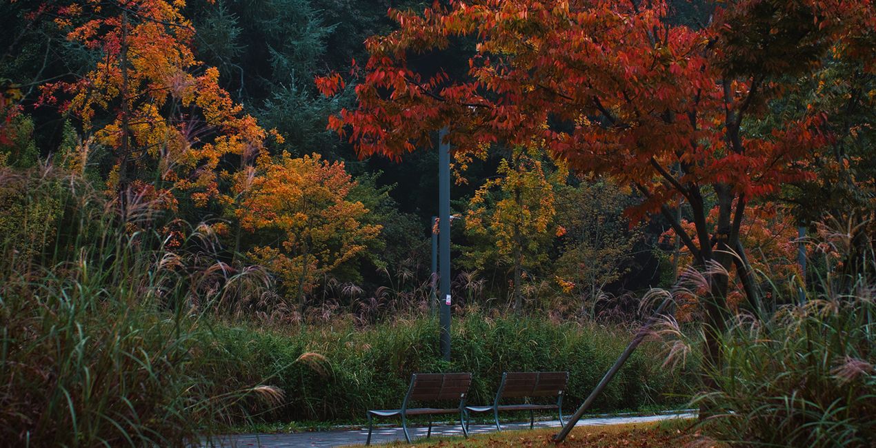 Préréglages Brumes d'Automne pour Luminar | Marketplace(48)