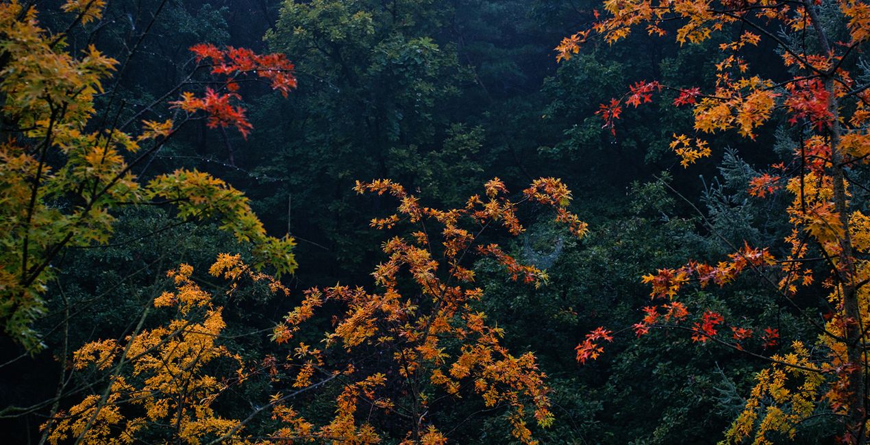 Préréglages Brumes d'Automne pour Luminar | Marketplace(50)