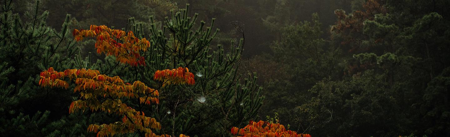 Fall Mists — slide 2