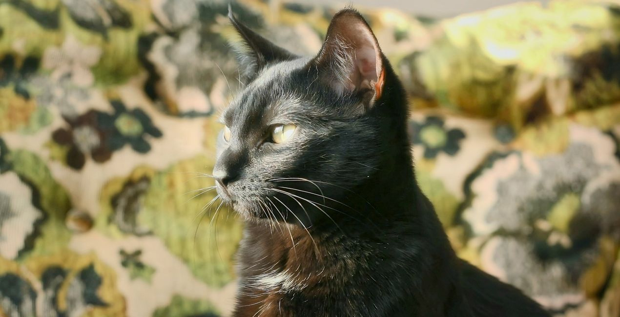 Black Cats Mysteries Presets for Luminar | Marketplace(48)