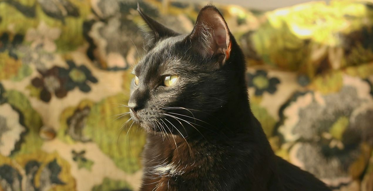 Black Cats Mysteries Presets for Luminar | Marketplace(47)