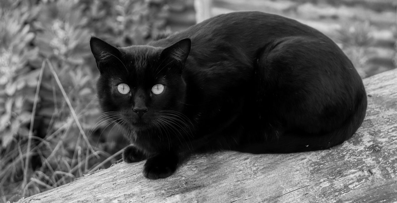 Black Cats Mysteries Presets for Luminar | Marketplace(46)