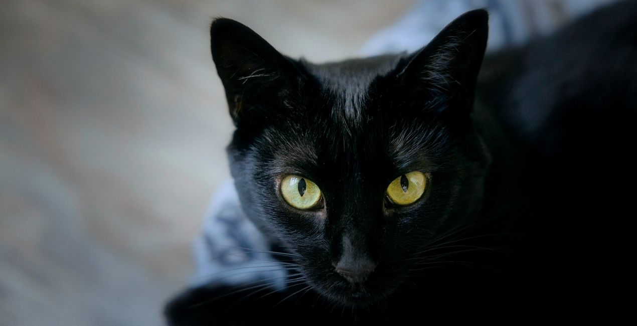 Black Cats Mysteries Presets for Luminar | Marketplace(44)