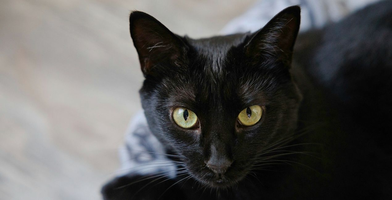 Black Cats Mysteries Presets for Luminar | Marketplace(43)