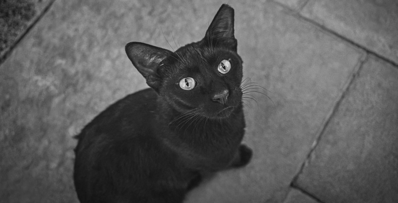Black Cats Mysteries Presets for Luminar | Marketplace(42)