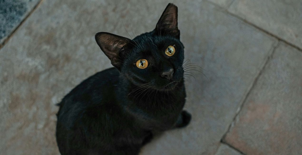 Black Cats Mysteries Presets for Luminar | Marketplace(41)