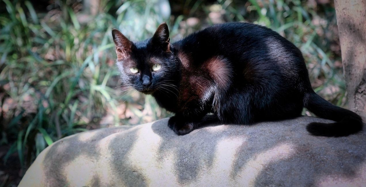 Black Cats Mysteries Presets for Luminar | Marketplace(40)