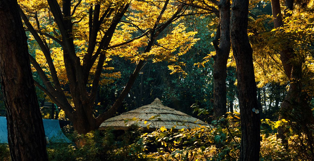 Fall Mornings Presets for Luminar | Marketplace(44)