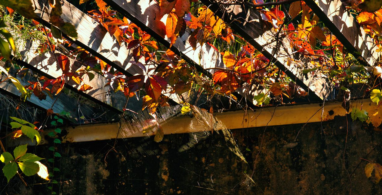 Fall Mornings Presets for Luminar | Marketplace(50)