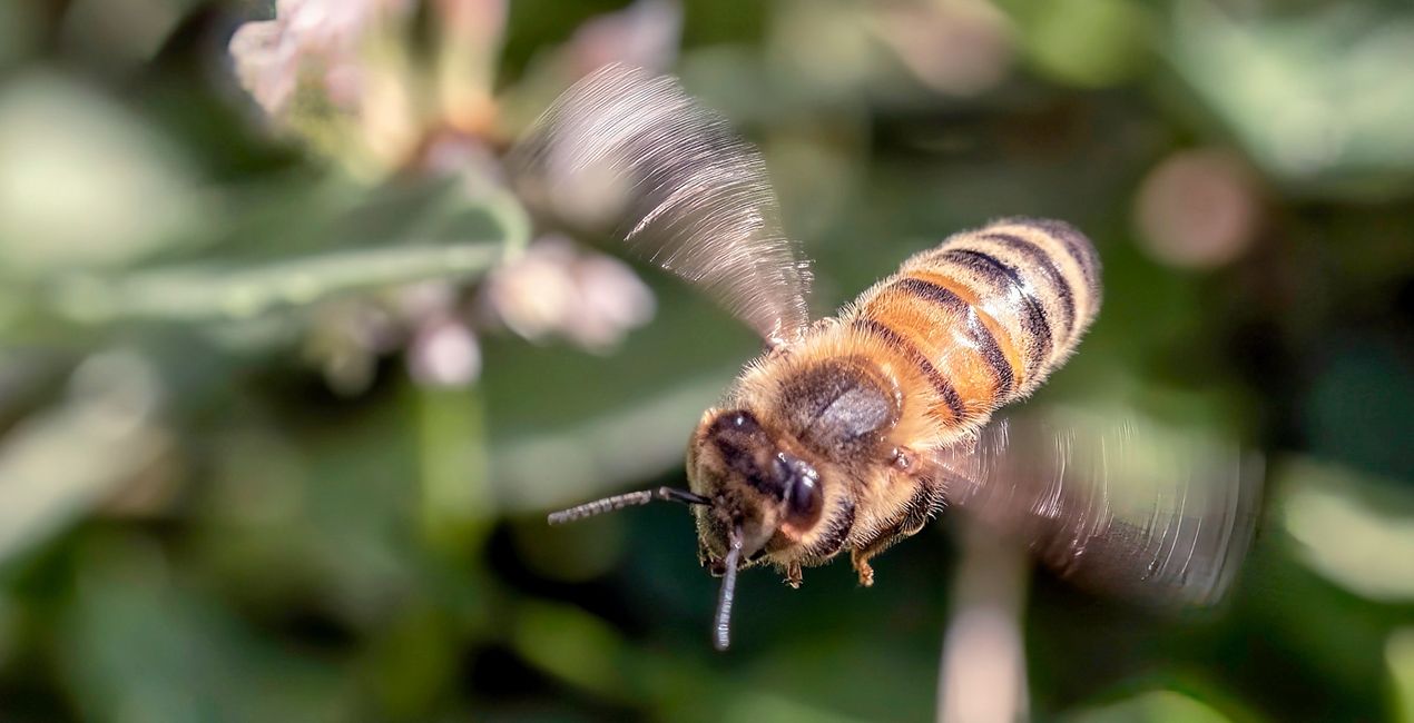 Macro Insects Presets for Luminar | Marketplace(40)