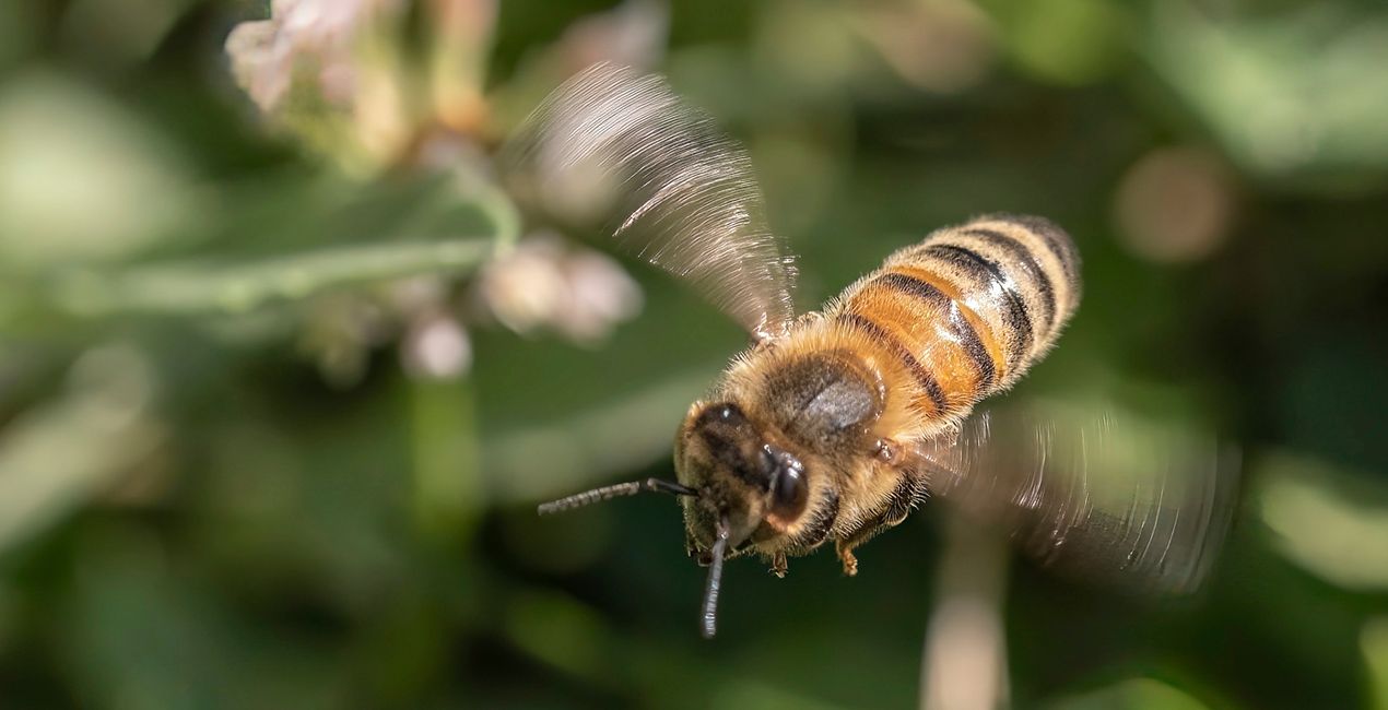 Macro Insects Presets for Luminar | Marketplace(39)