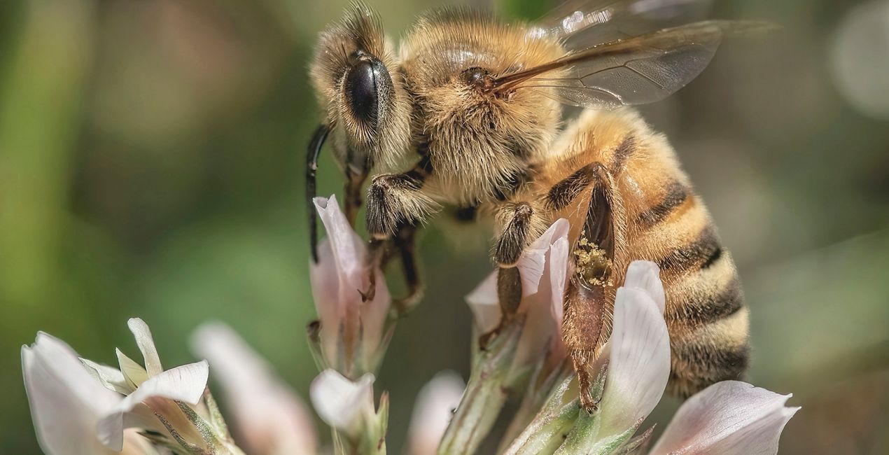 Macro Insects Presets for Luminar | Marketplace(42)