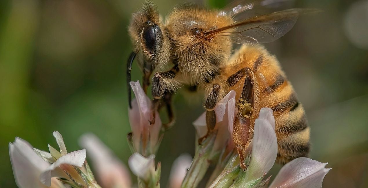 Macro Insects Presets for Luminar | Marketplace(41)