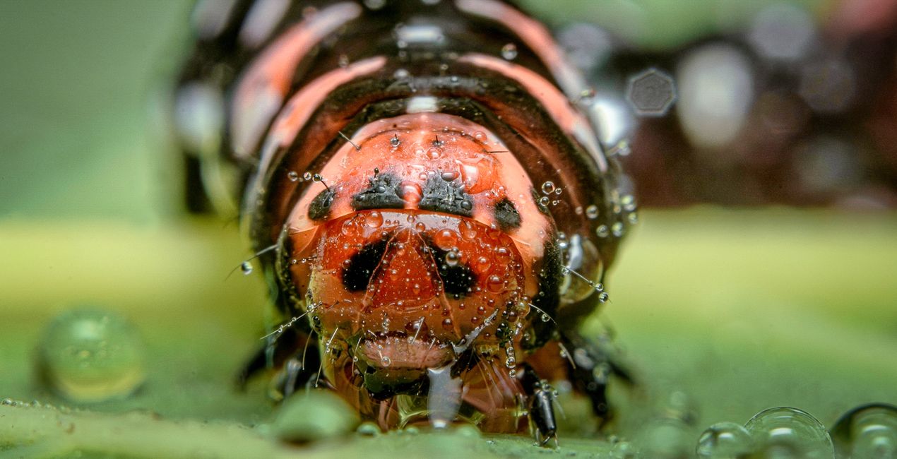 Macro Insects Presets for Luminar | Marketplace(44)