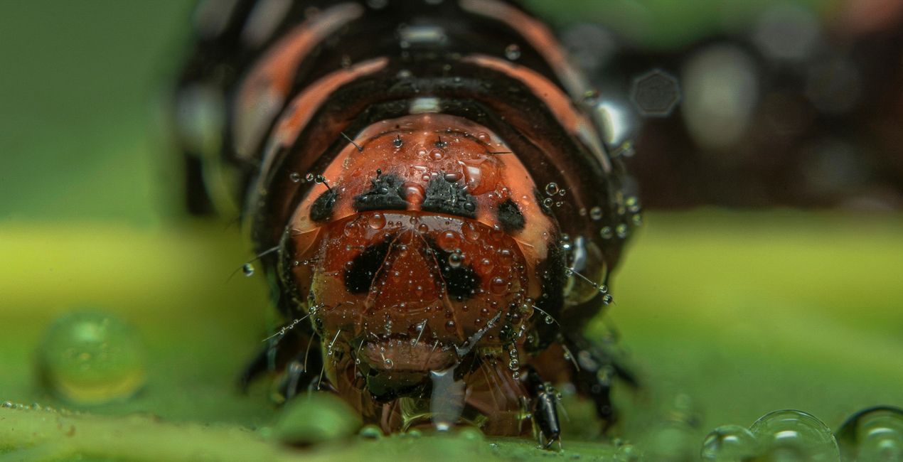 Macro Insects Presets for Luminar | Marketplace(43)