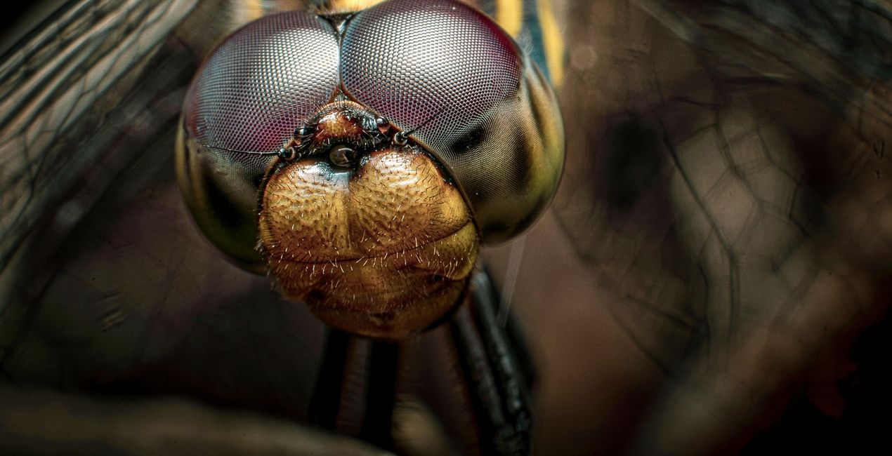 Macro Insects Presets for Luminar | Marketplace(46)