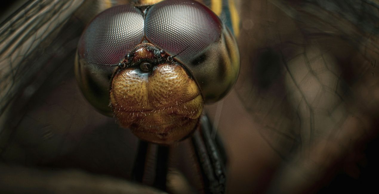 Macro Insects Presets for Luminar | Marketplace(45)