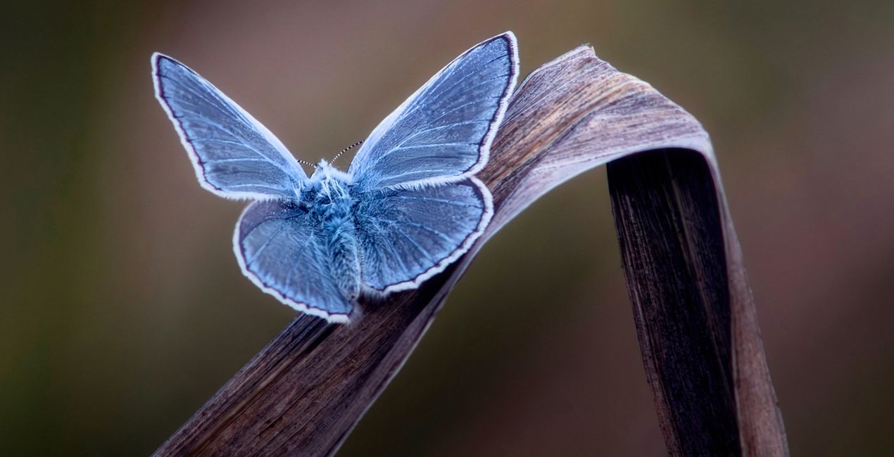 Macro Insects Presets for Luminar | Marketplace(48)