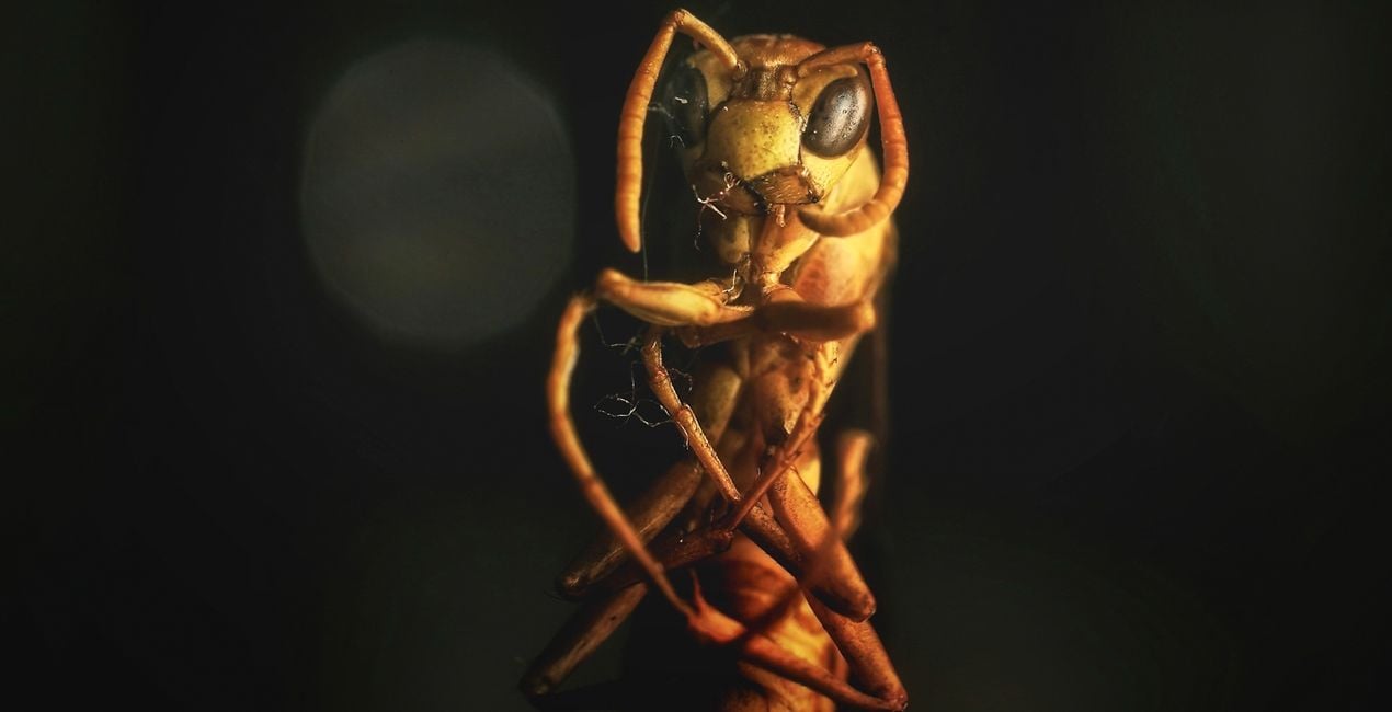 Macro Insects Presets for Luminar | Marketplace(50)