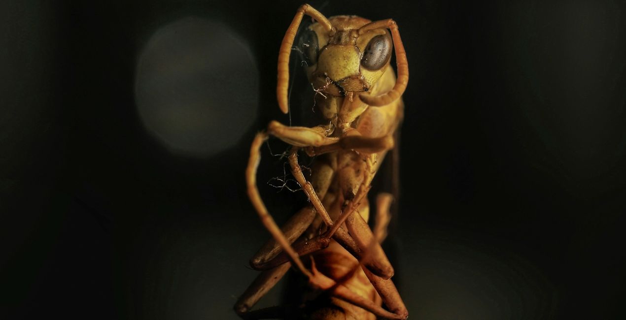 Macro Insects Presets for Luminar | Marketplace(49)