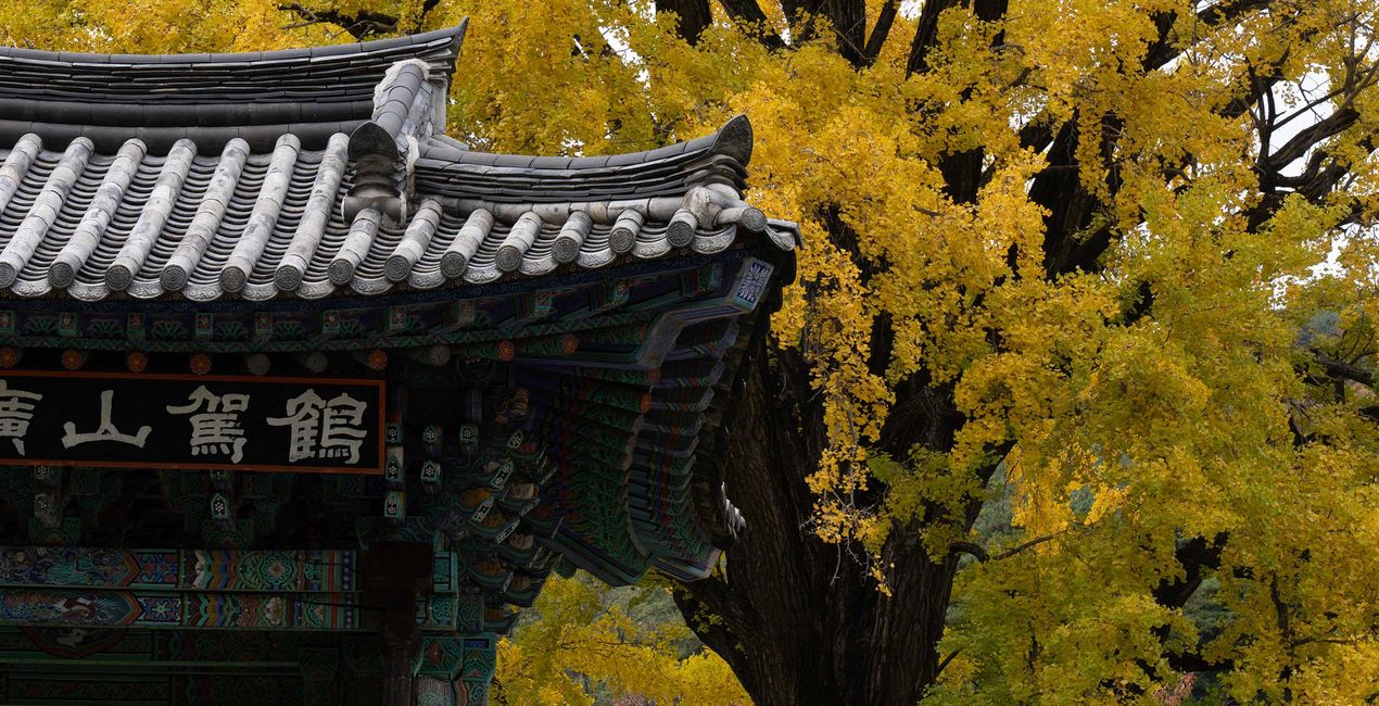 Autumn’s Heart Presets for Luminar | Marketplace(47)