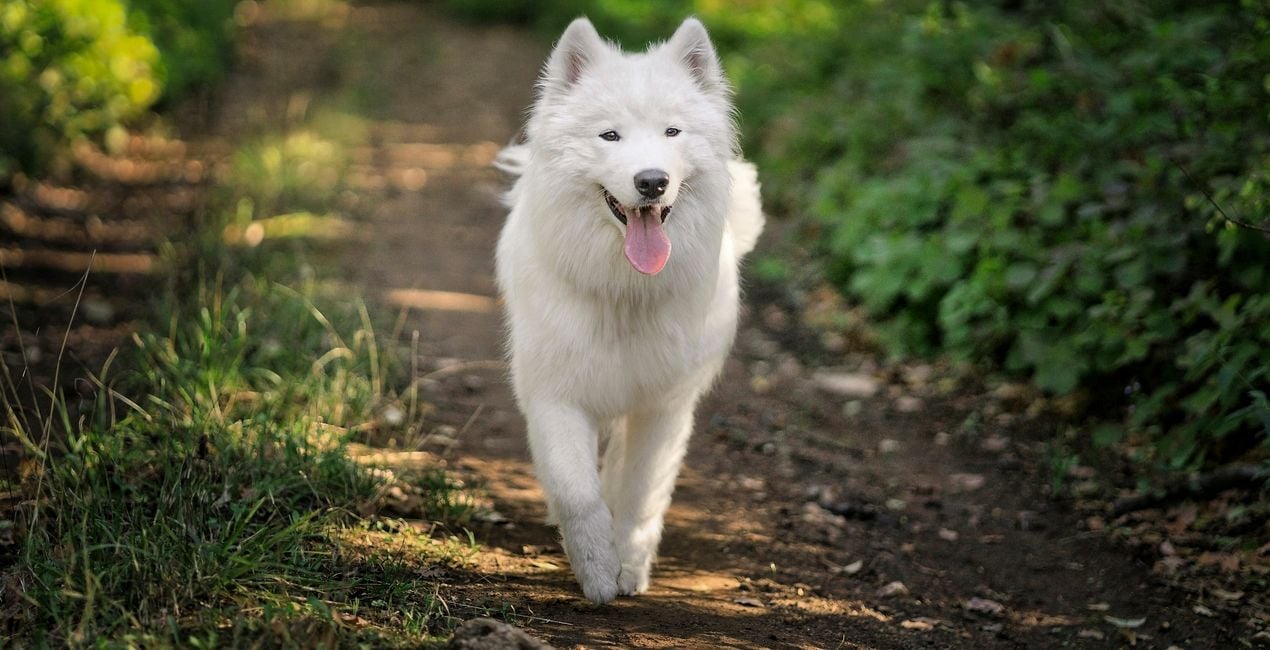Dog's Life Presets Pack for Luminar | Marketplace(46)