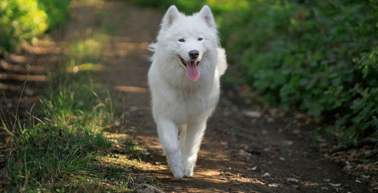 Dog's Life Presets Pack for Luminar | Marketplace(45)