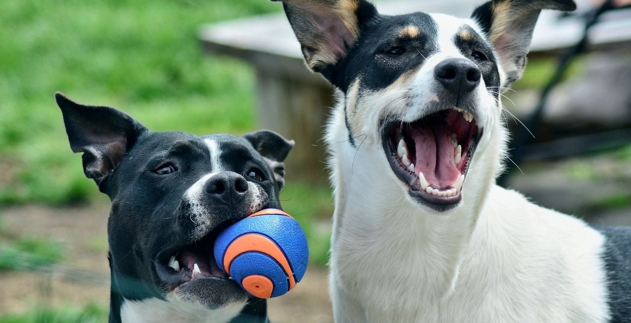 Dog's Life Presets Pack for Luminar | Marketplace(42)